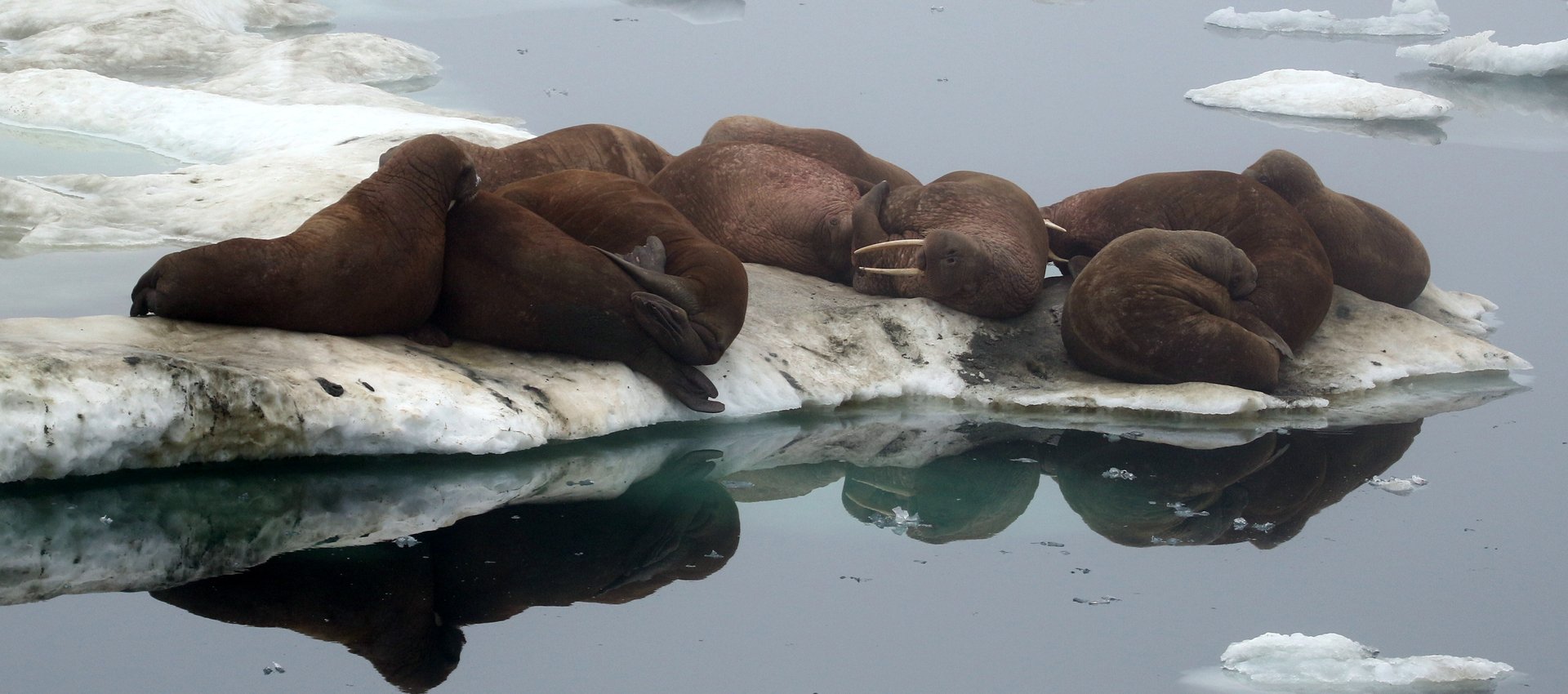 Walrus on sea ice, near Wrangel Island, Russian Far East © Chris Collins