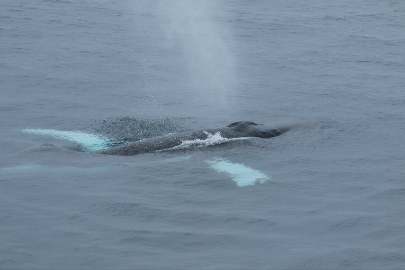 Humpback Whale CPC RB5A7546.JPG
