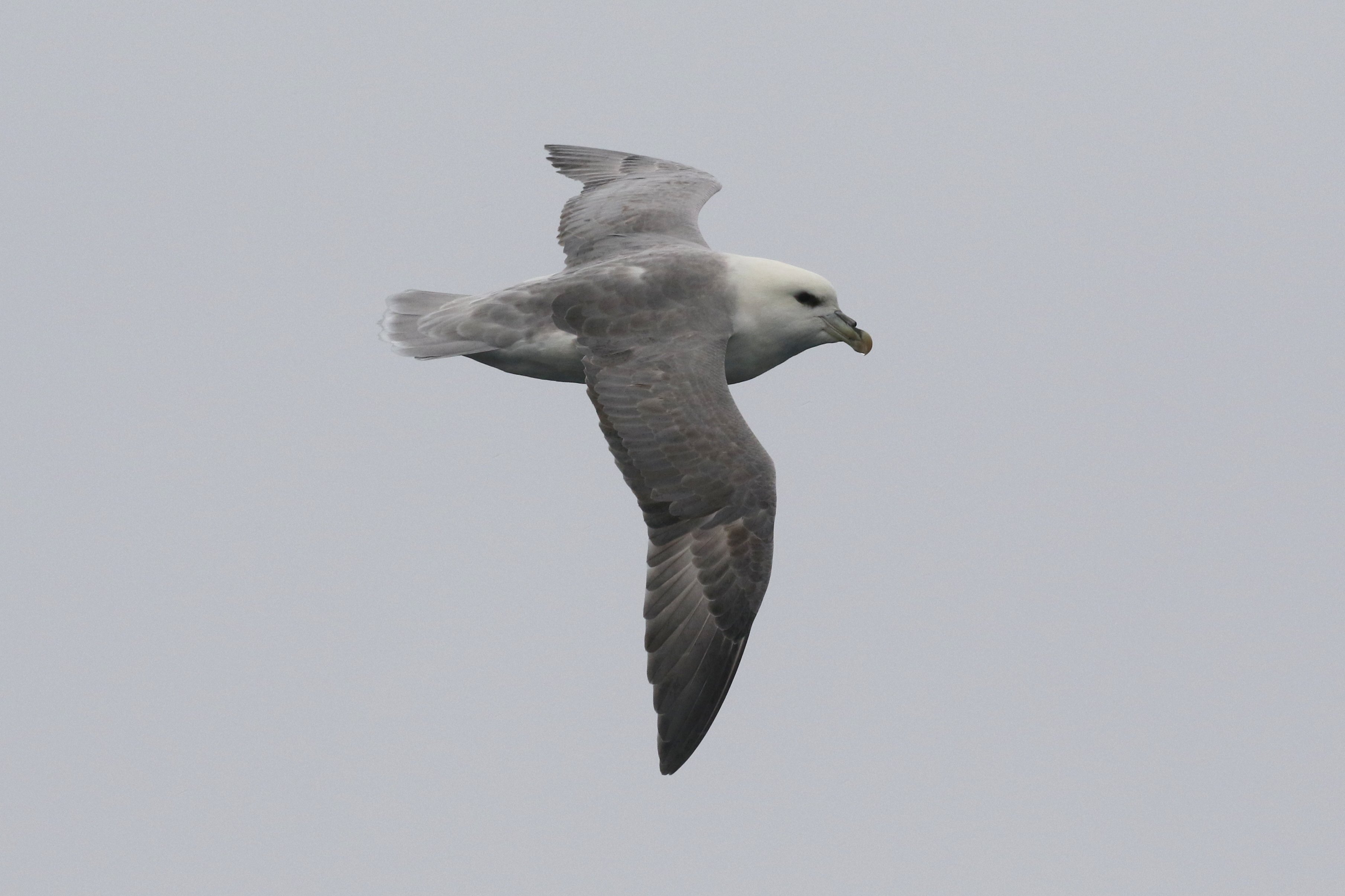 Northern Fulmar CPC RB5A7556-001