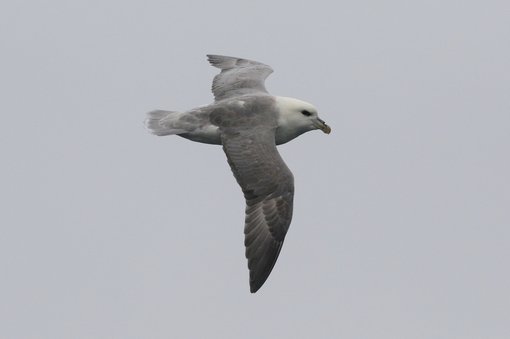 Northern Fulmar CPC RB5A7556-001