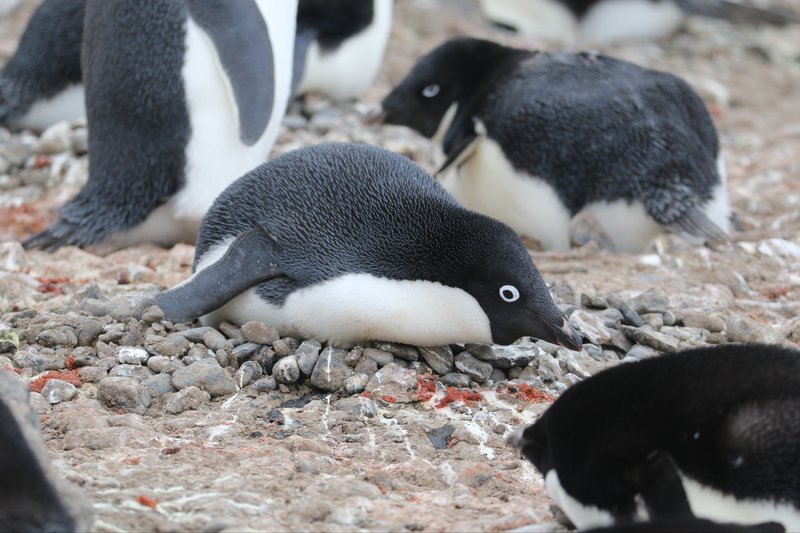 Adelie Penguins CPC RB5A7587.JPG