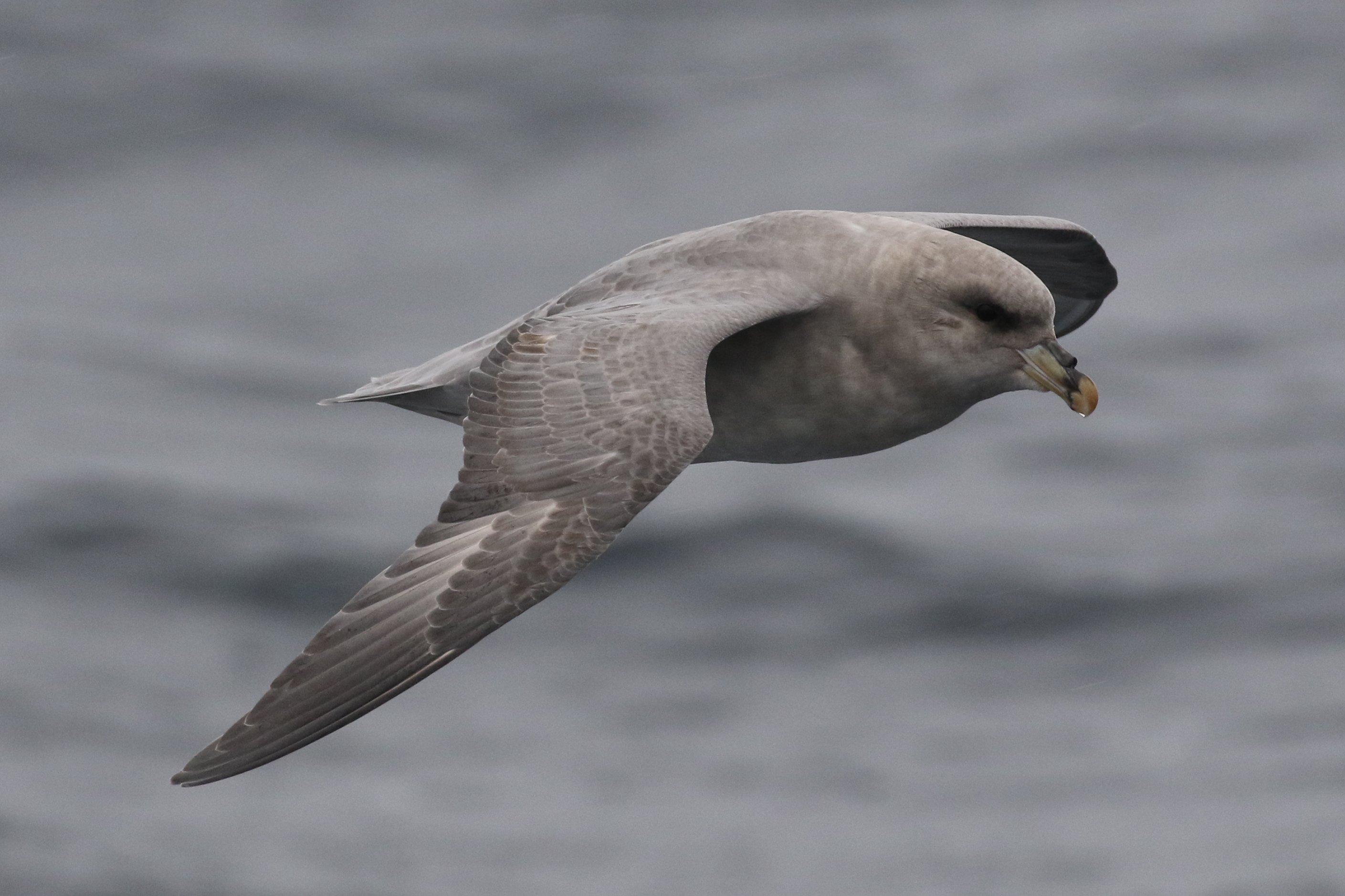 Blue Fulmar CPC RB5A7651 cropped