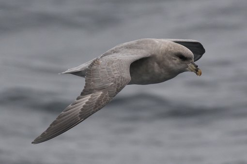 Blue Fulmar CPC RB5A7651 cropped