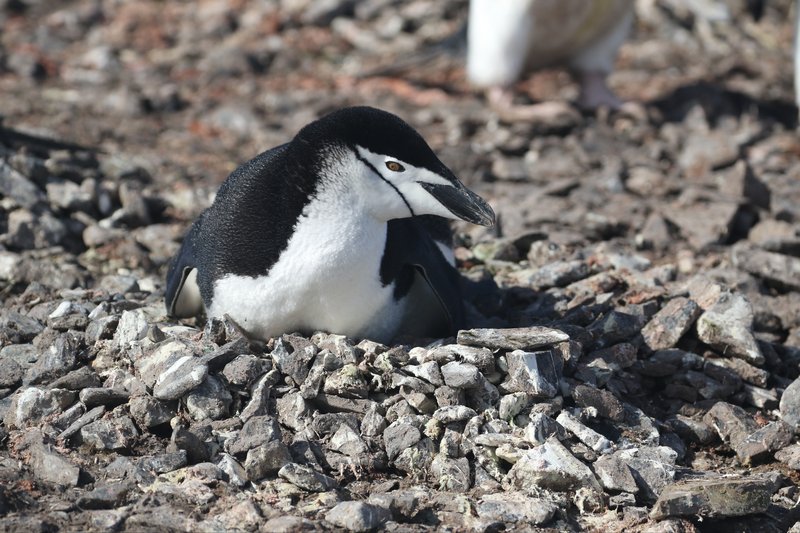 Chinstrap Penguin CPC RB5A7928.JPG