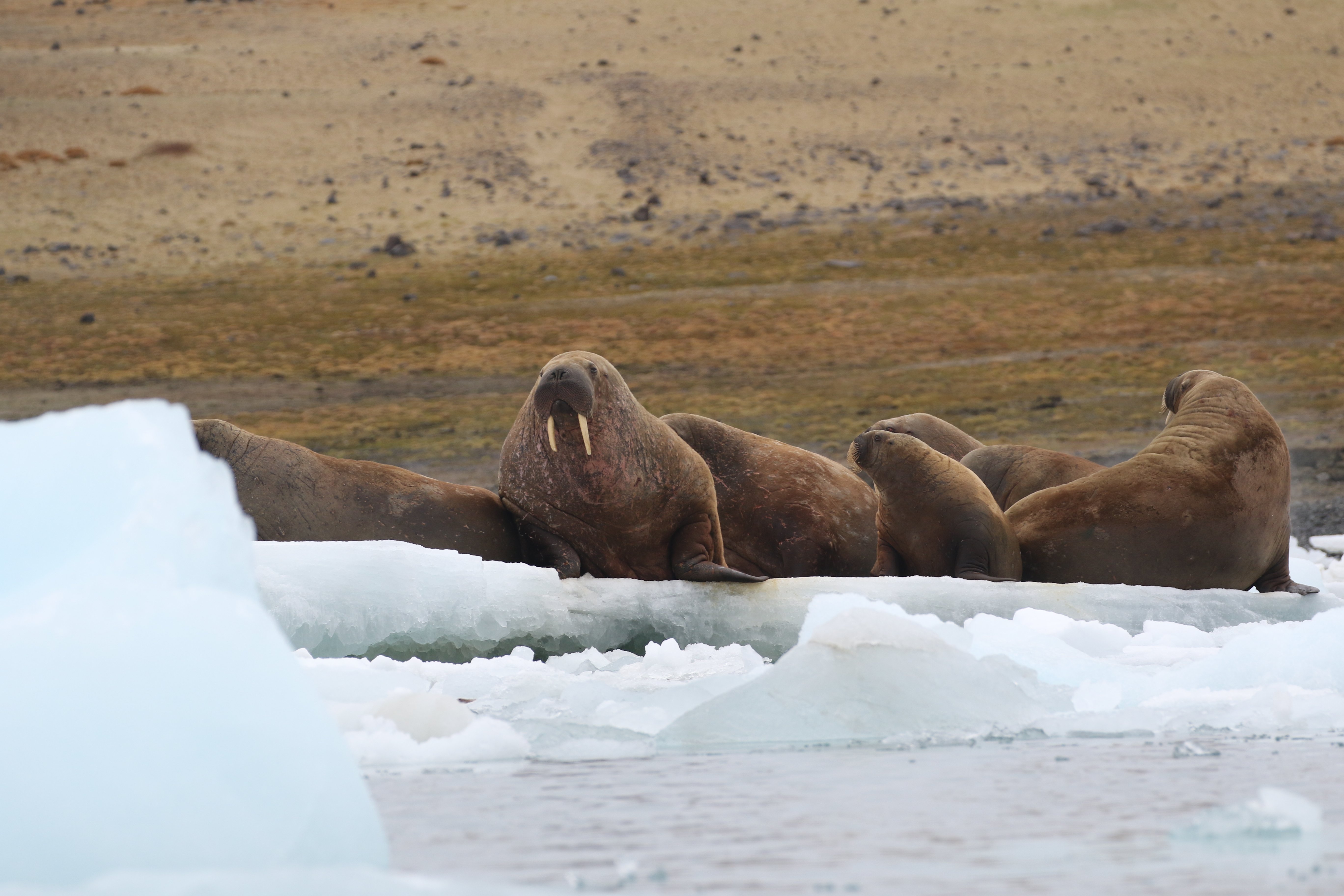 Atlantic Walrus CPC RB5A8098