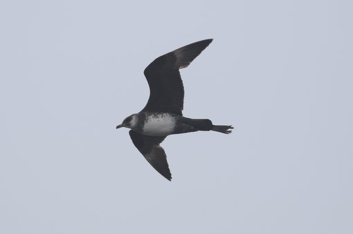 Pomarine Skua CPC RB5A8245 cropped