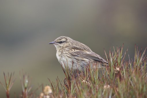 New Zealand Pipit CPC RB5A8451