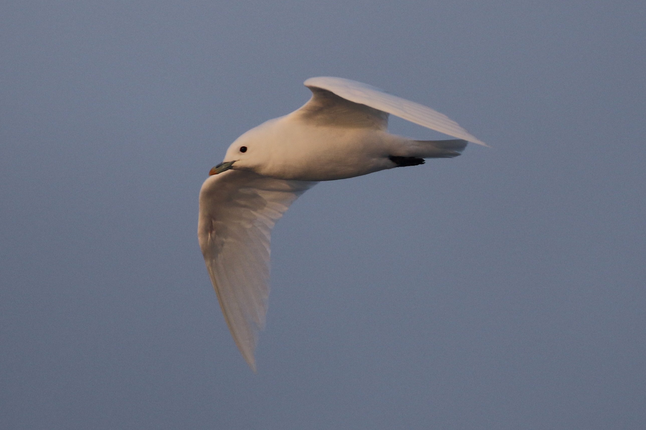 Ivory Gull CPC RB5A8594-001