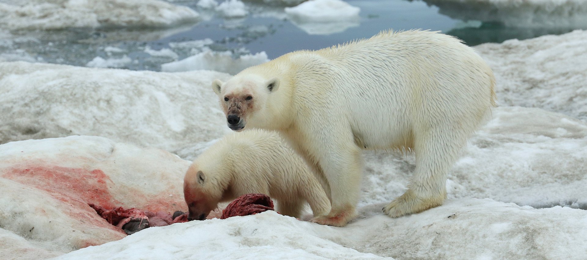 Polar Bears on sea ice off Wrangel Island, Russian Far East © Chris Collins
