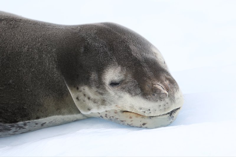 Leopard Seal RB5A8789