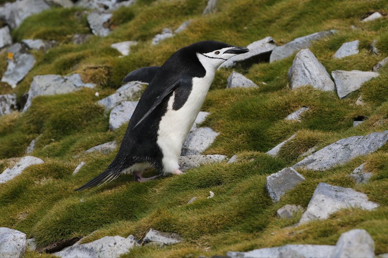 Chinstrap Penguin CPC RB5A9205