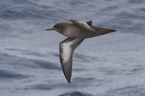 Sooty Shearwater CPC RB5A9398