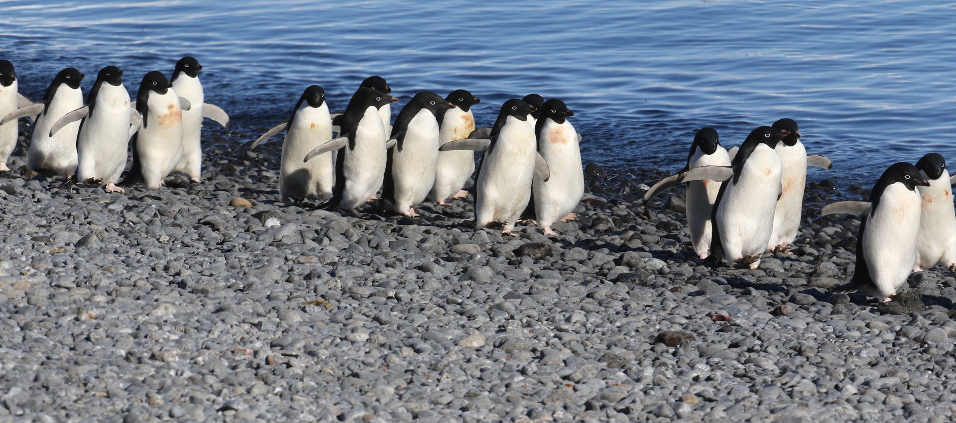 Adelie Penguins, Antarctica © Chris Collins