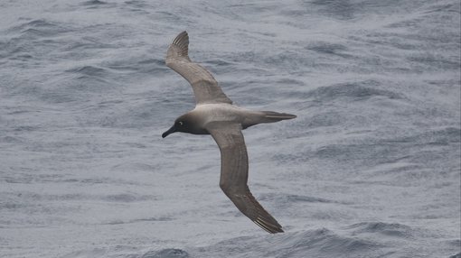 Light-mantled Sooty Albatross CPC RB5A9809