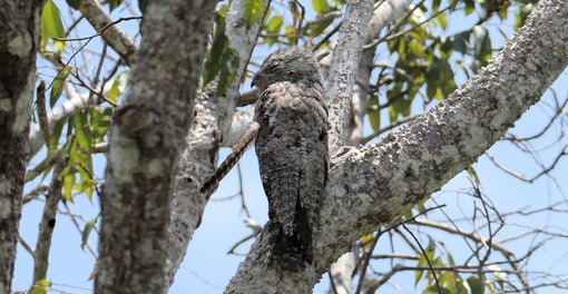 Great Potoo RB5A9821.jpg