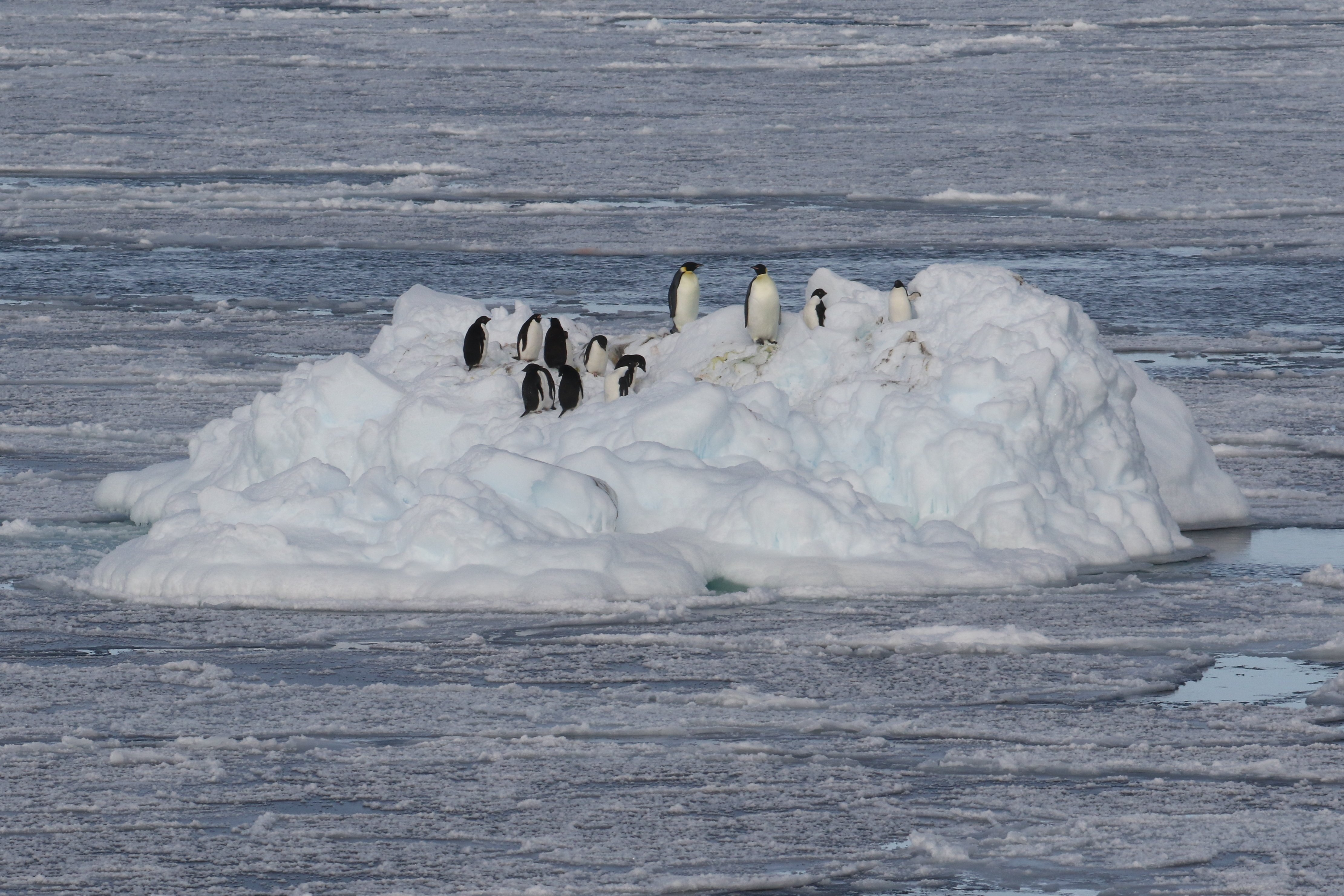 Emperor and Adelie Penguins in the Ross Sea CPC RB5A9843.JPG