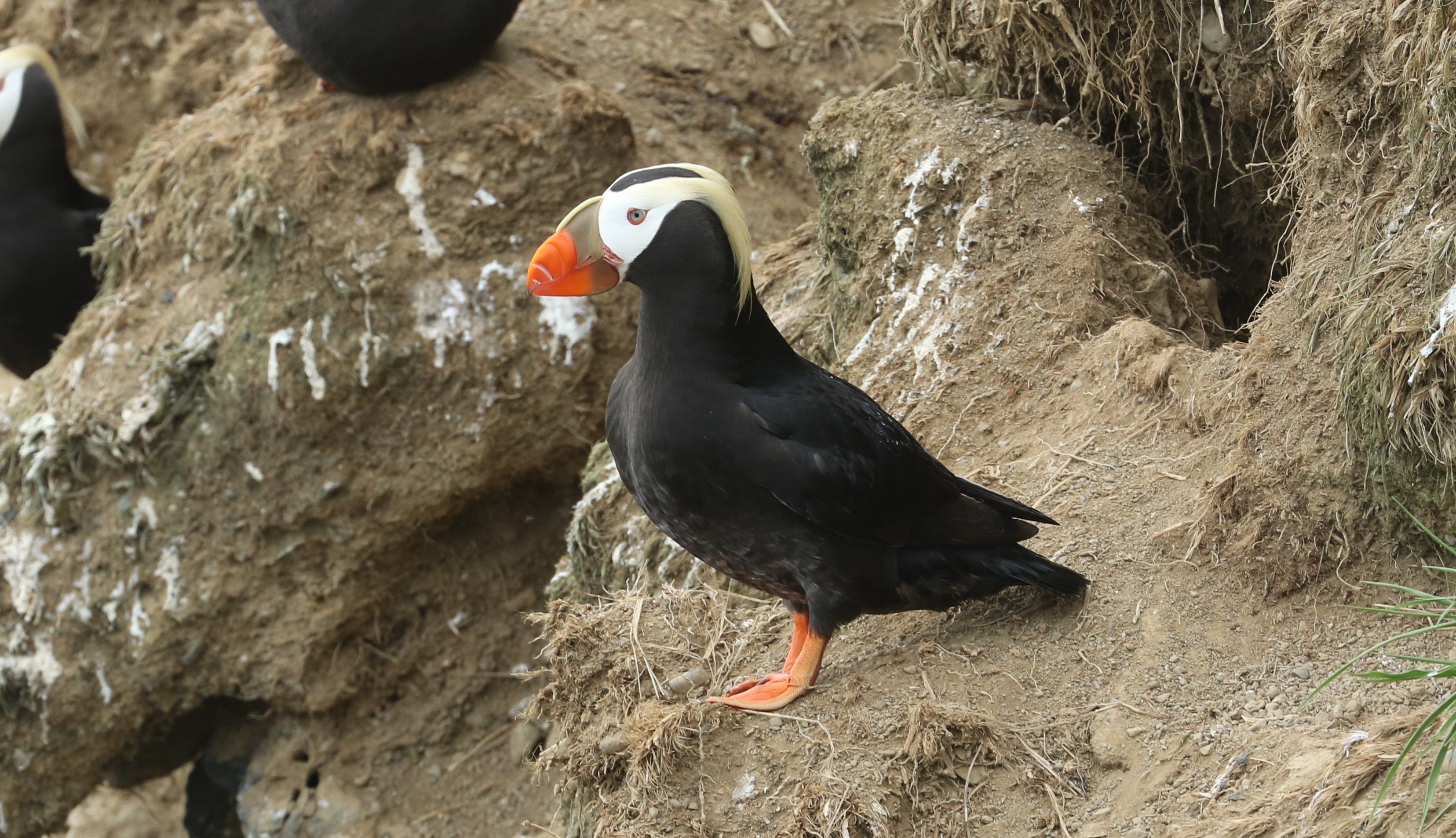 Tufted Puffin CPC RB5A9867.JPG