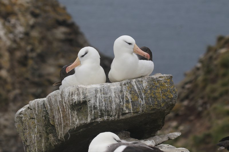 Black-browed Albatross CPC RB5A9884.JPG