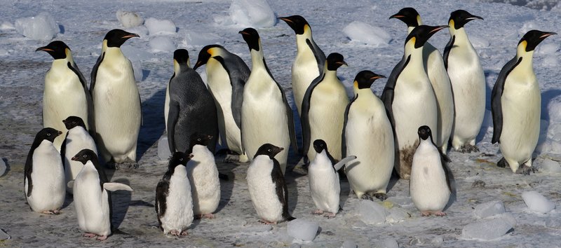 Emperor and Adelie Penguins in the Ross Sea CPC RB5A9940.JPG