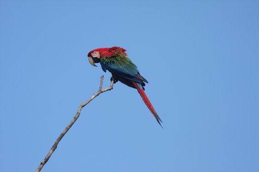 Red-and-Green Macaw CPC.jpg