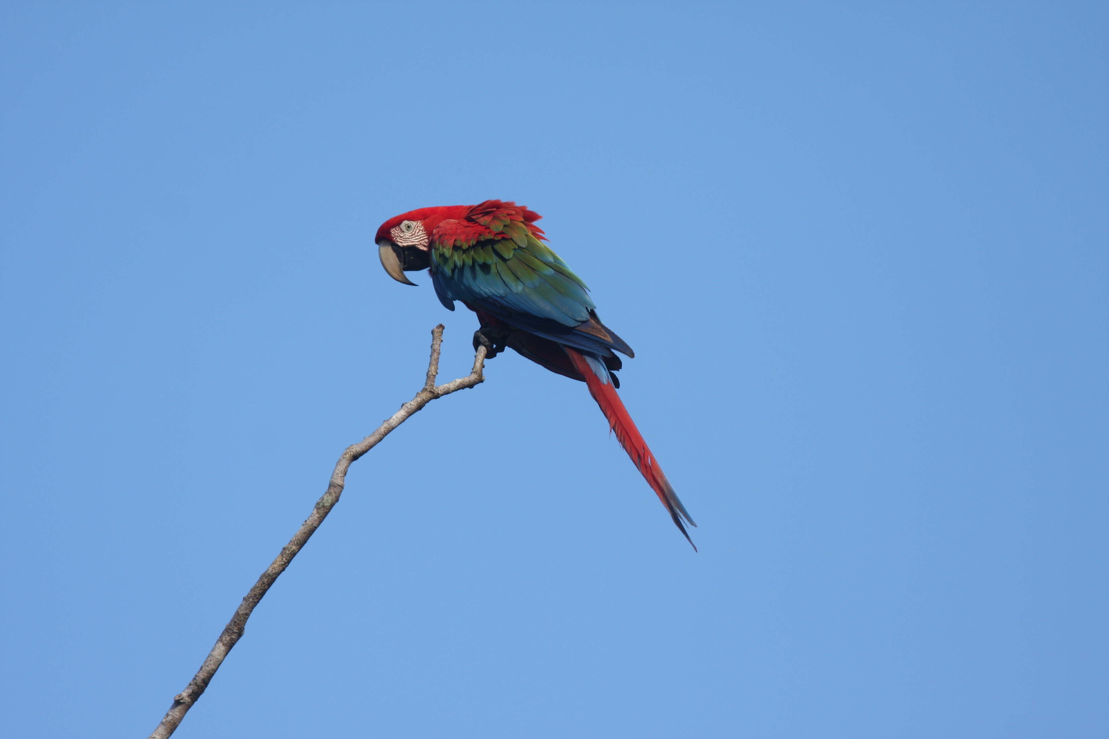 Red-and-green Macaw 2008-9637.jpg