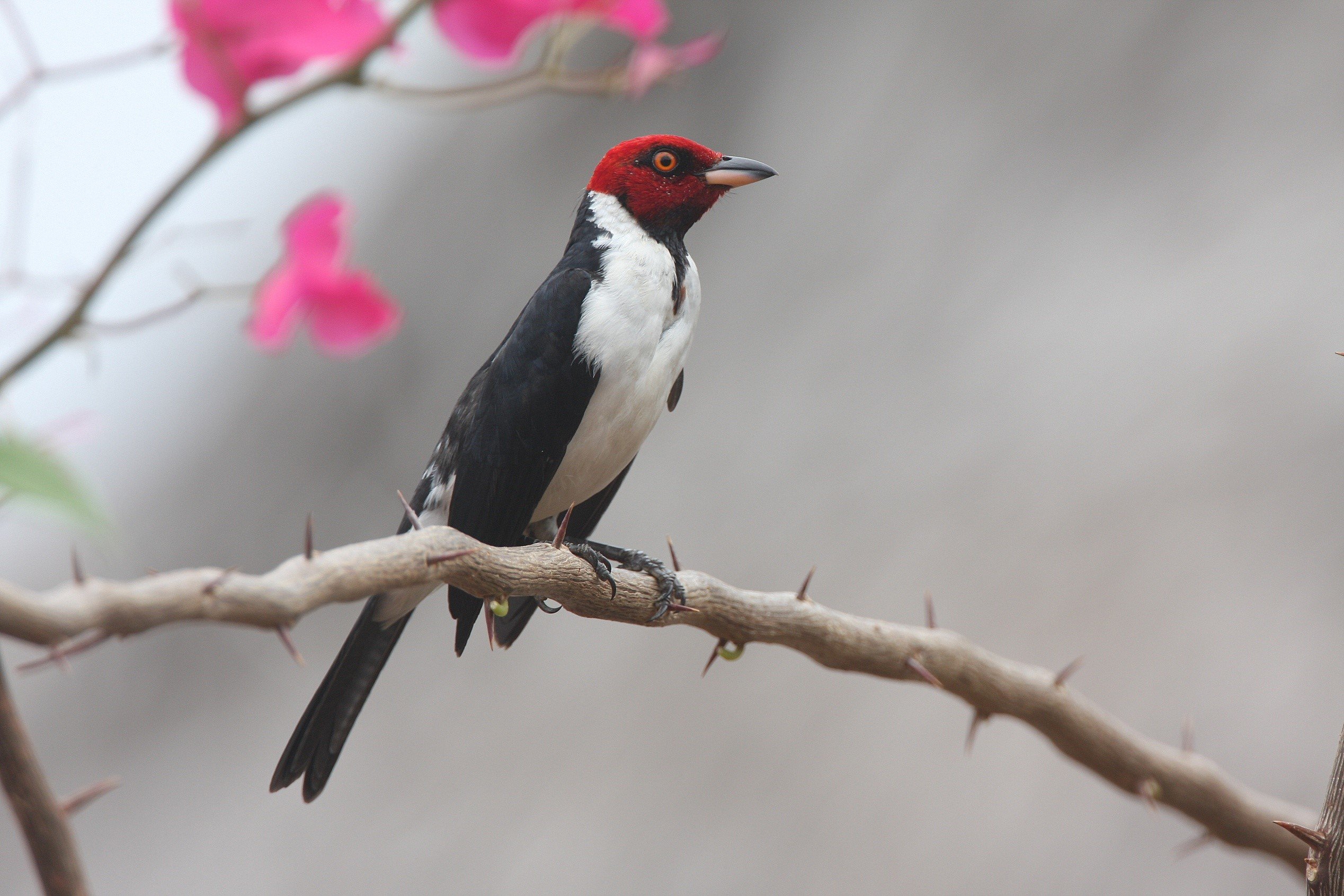 Red-capped Cardinal.jpg