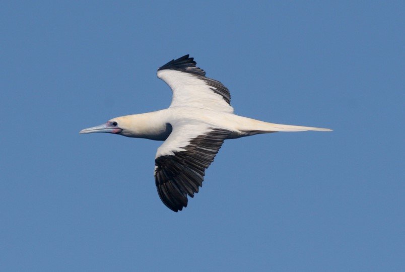 Red-footed Booby CPC .jpg