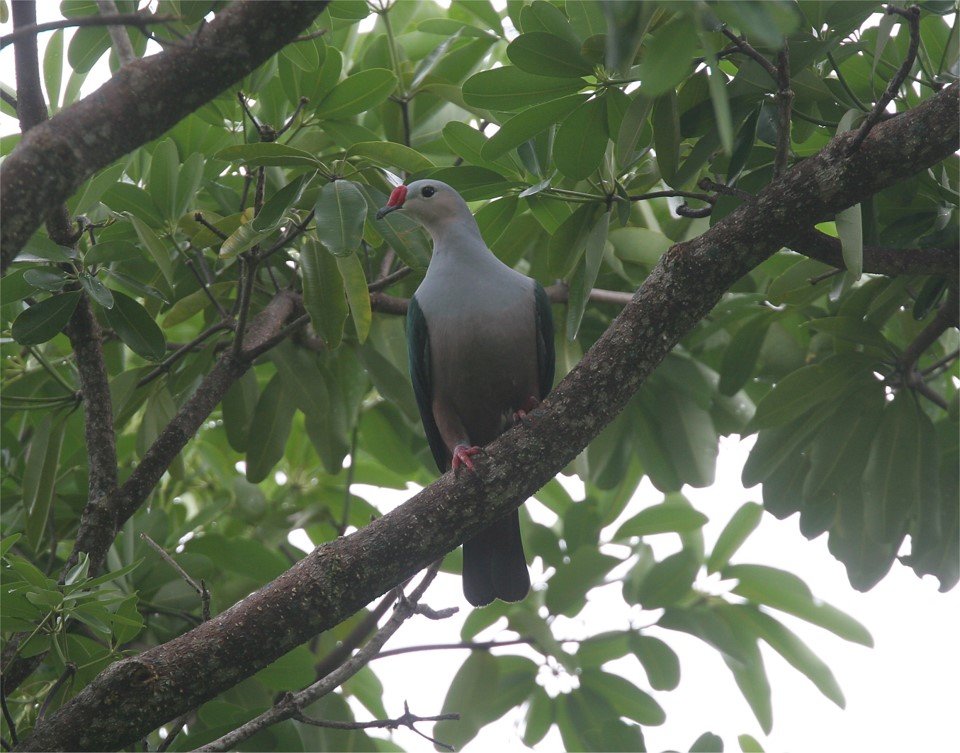Red-knobbed Imperial-Pigeon CPC.jpg