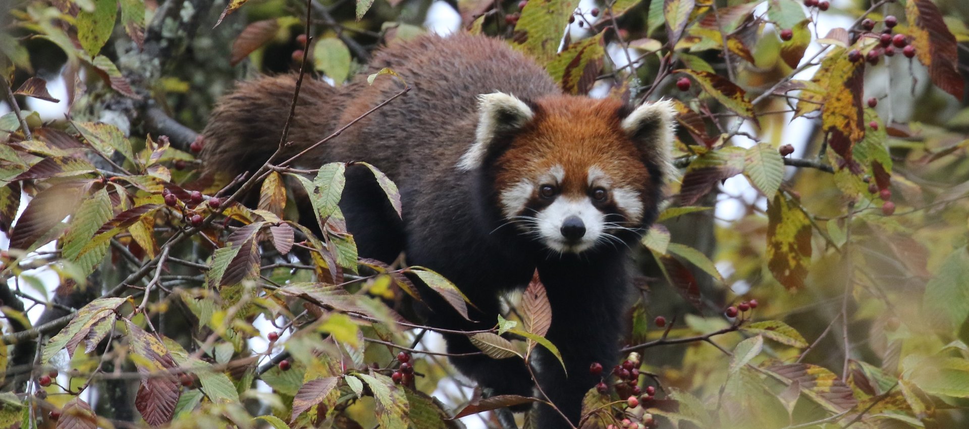 Red Panda © Nigel Goodgame