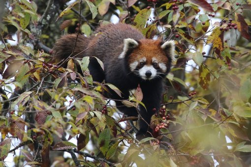 Red Panda NG