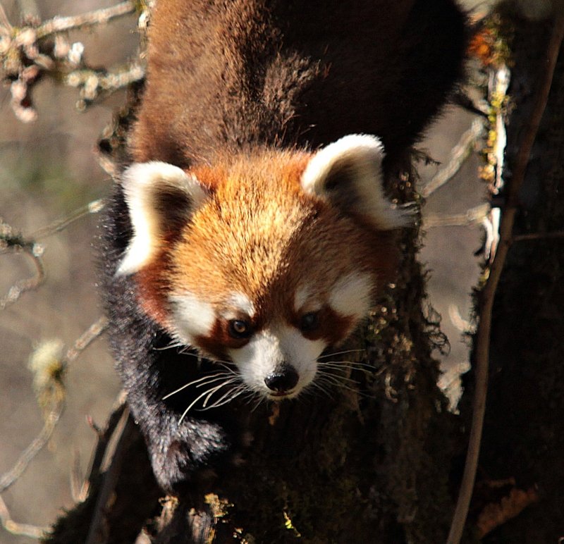 Red Panda high res sq SF