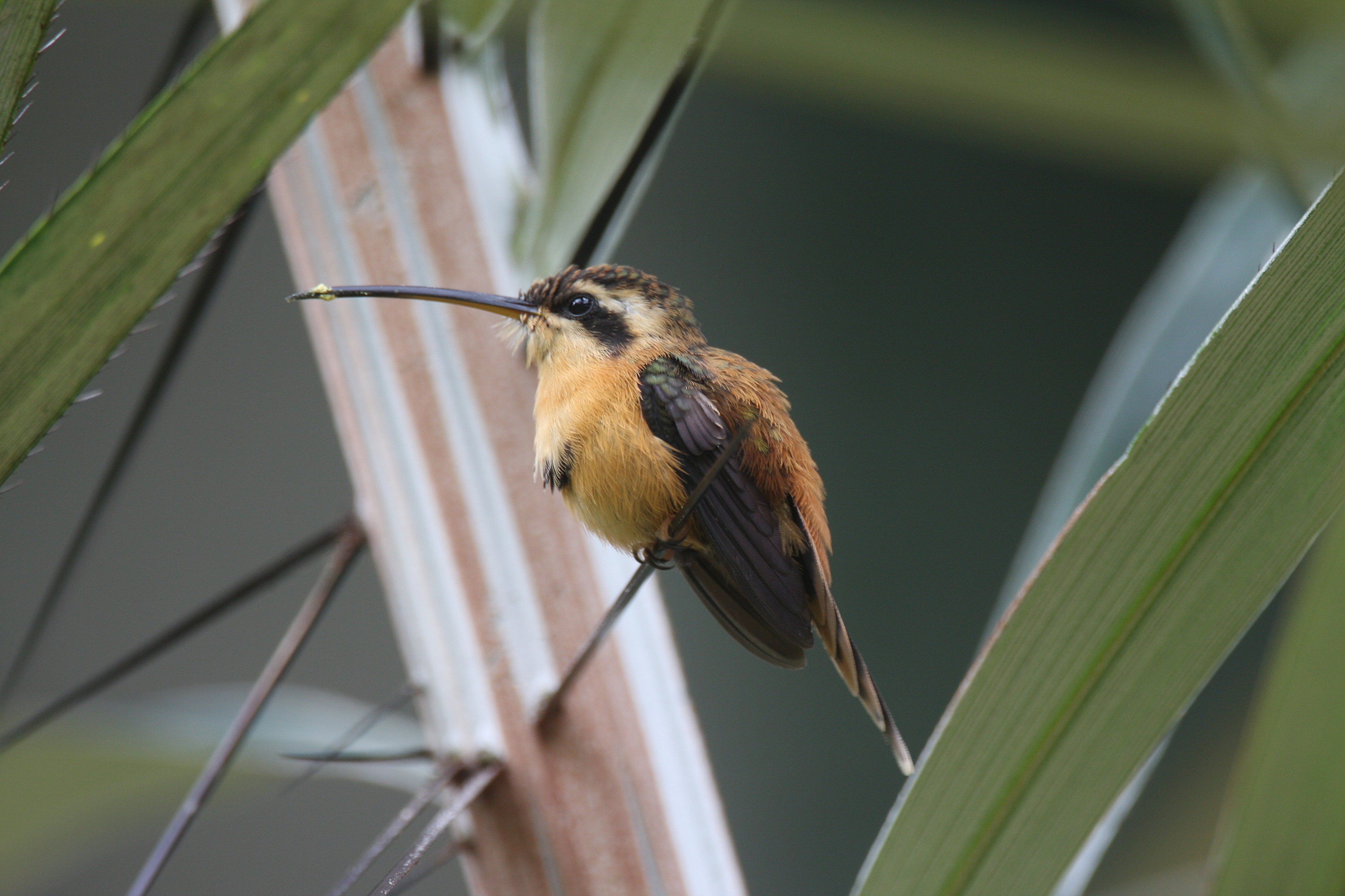 Reddish Hermit 2008-7654.jpg