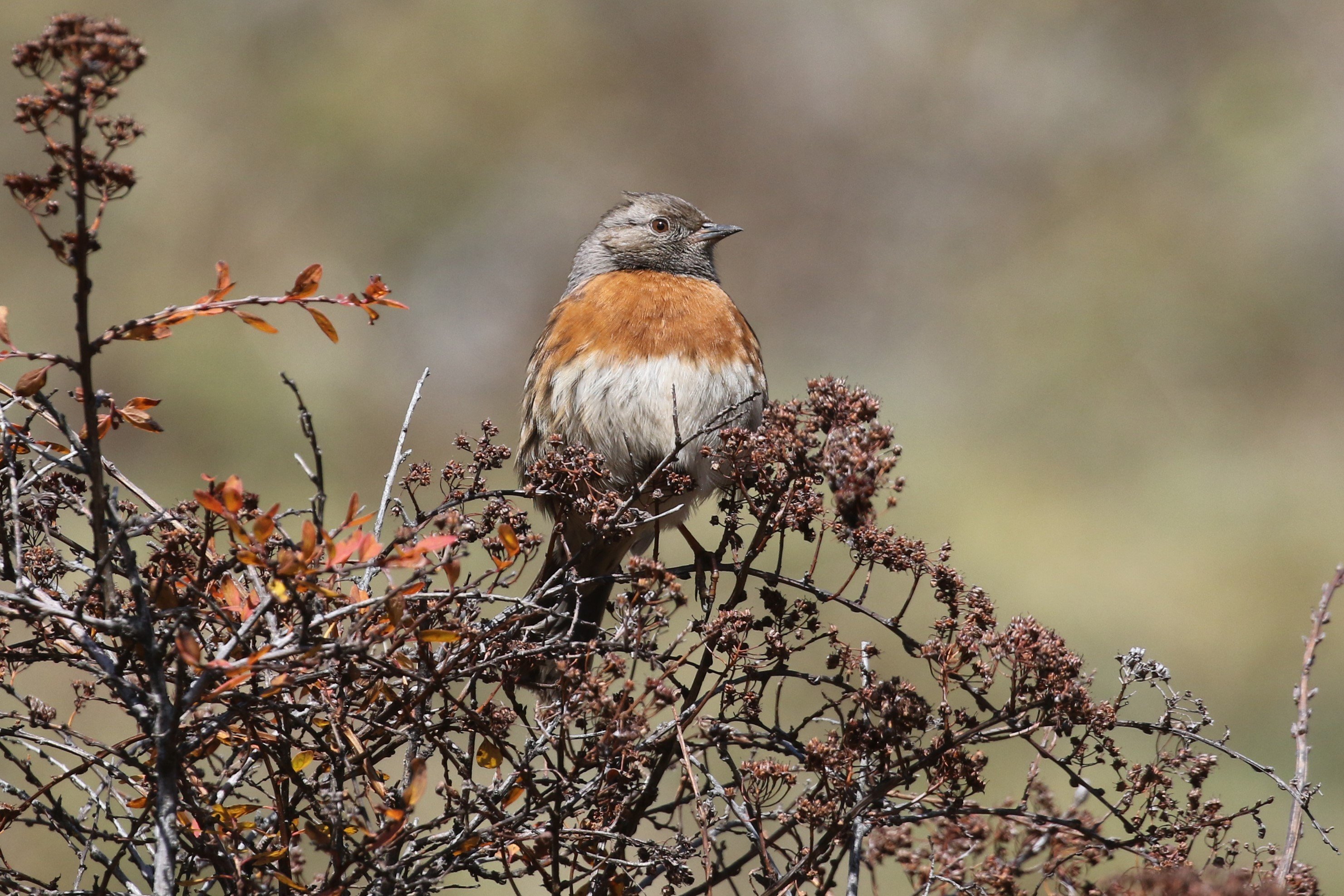 Robin Accentor NG