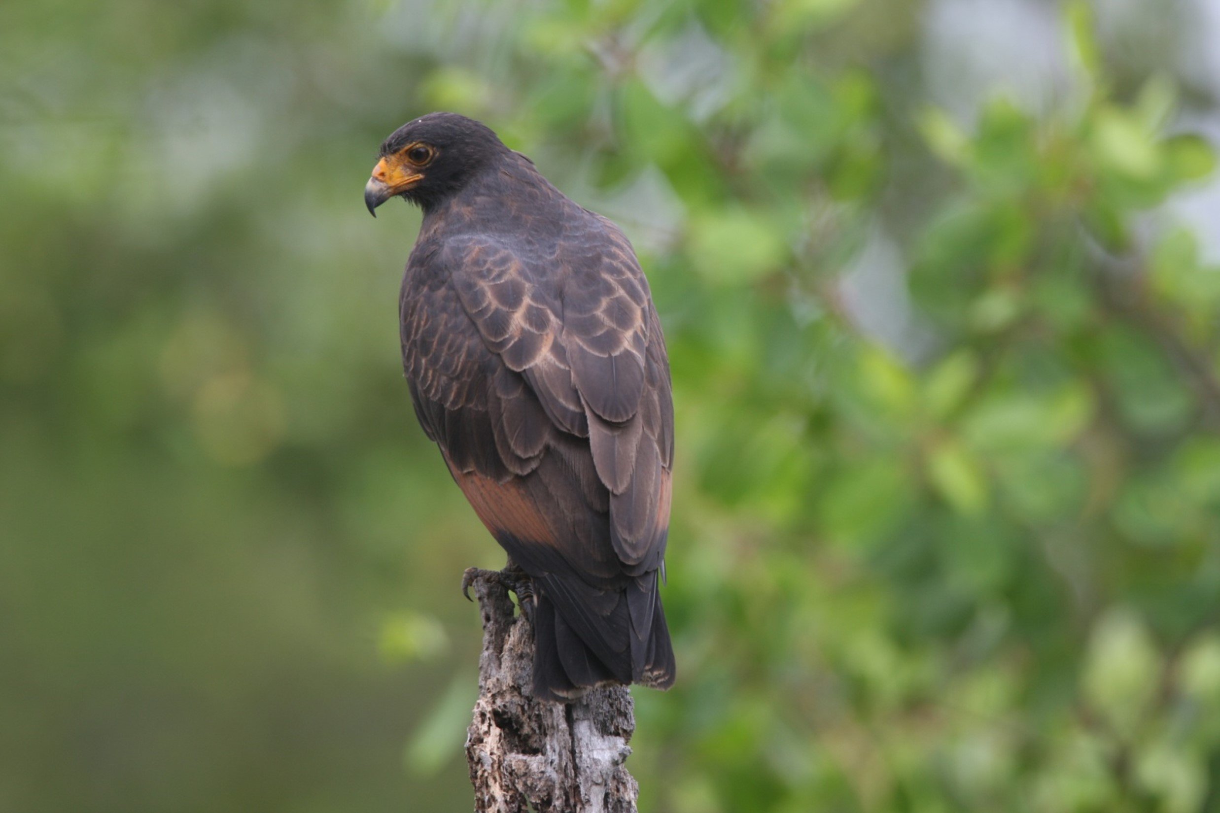 Rufous Crab Hawk CPC.jpg