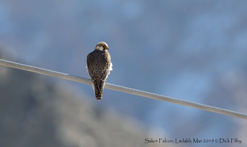 Saker Falcon, Ladakh, Mar 2019 C Dick Filby-3093