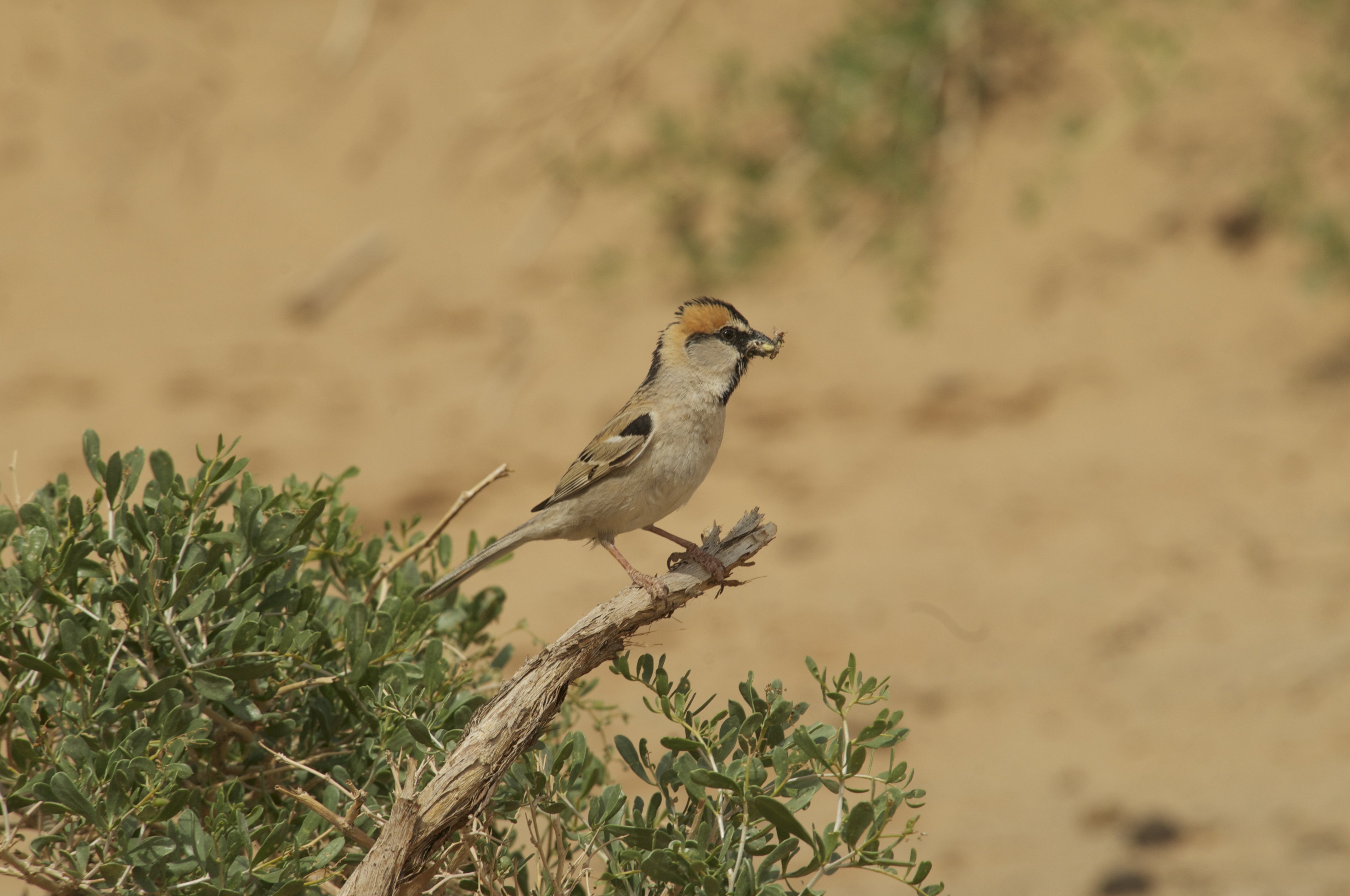 Saxaul Sparrow - Passer ammodendri