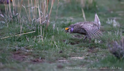Sharp-tailed Grouse - at dawn, Colorado © Dick Filby-1722