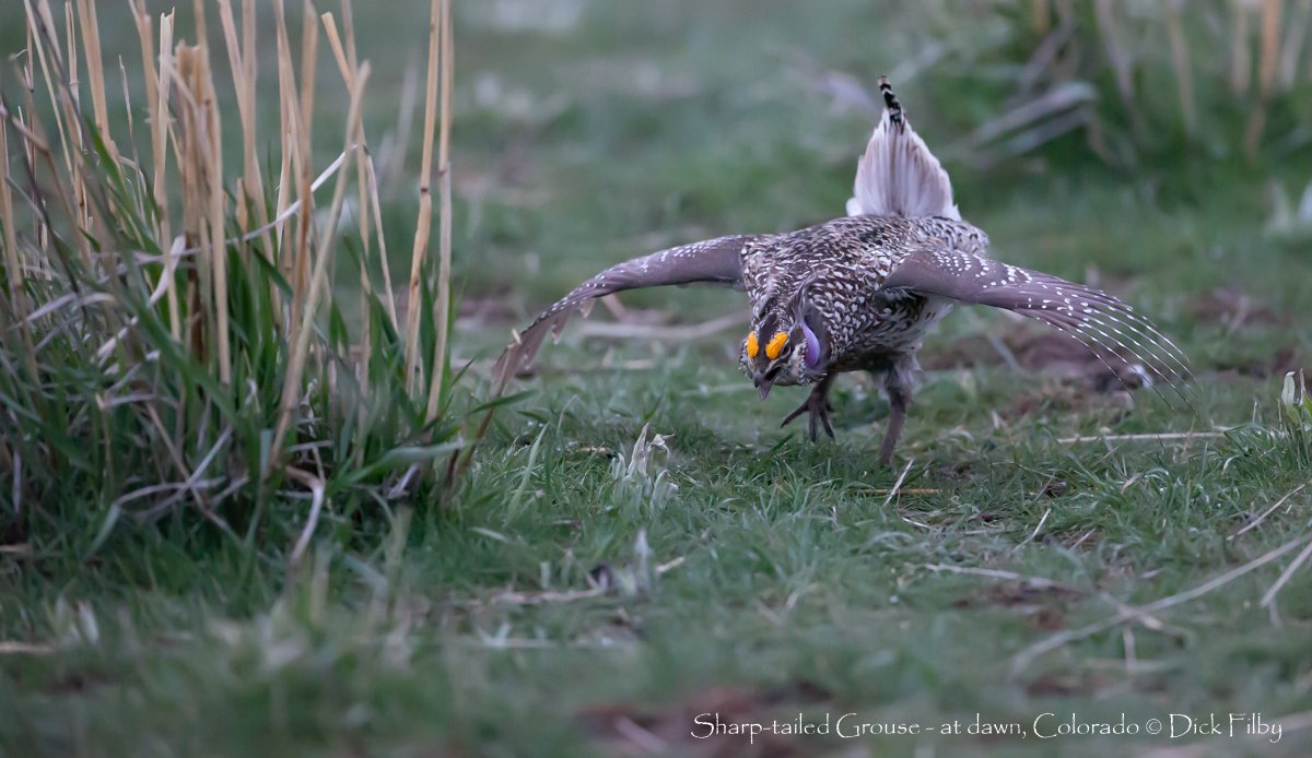 Sharp-tailed Grouse - at dawn, Colorado © Dick Filby-1716-2