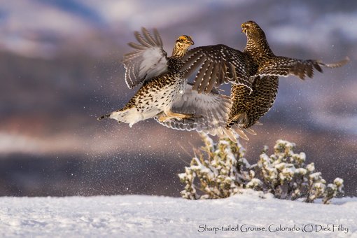 Sharp-tailed Grouse, Colorado (C) Dick Filby-2