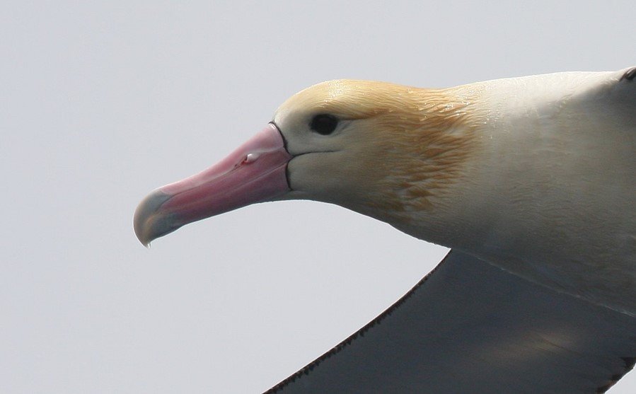 Short-tailed Albatross 2 CPC.jpg