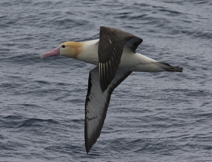 Short-tailed Albatross 3 CPC.jpg