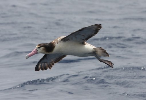 Short-tailed Albatross 4 CPC.jpg