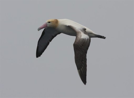 Short-tailed Albatross CPC.jpg