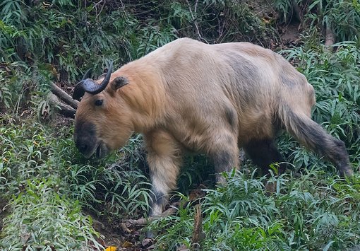 Sichuan Takin SF