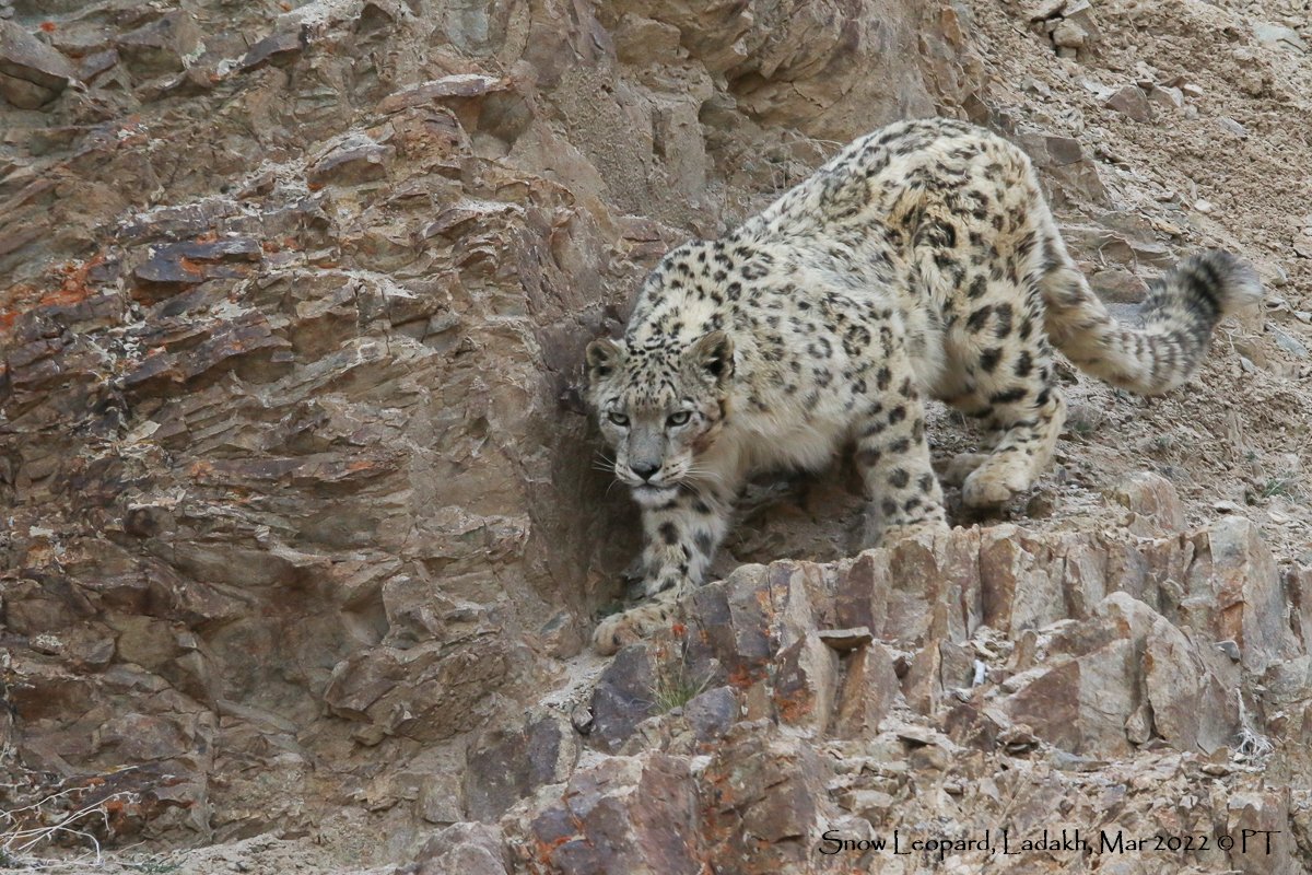 Snow Leopard, Ladakh, Mar 2022 C PT-0175