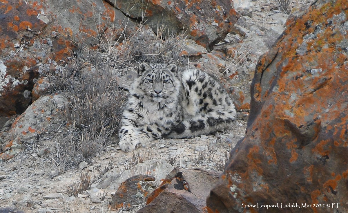 Snow Leopard, Ladakh, Mar 2022 C PT-2435