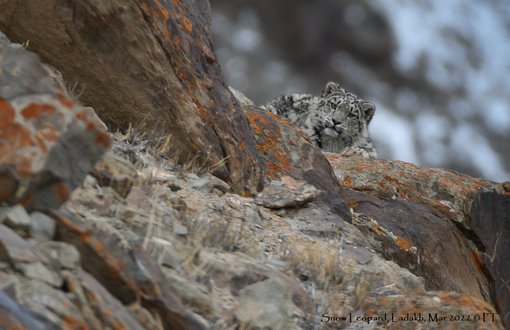 Snow Leopard, Ladakh, Mar 2022 C PT-2447
