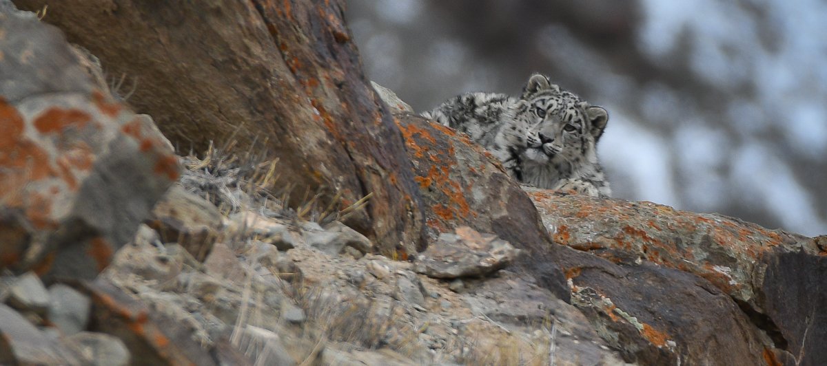 Snow Leopard, Ladakh, Mar 2022 © PT