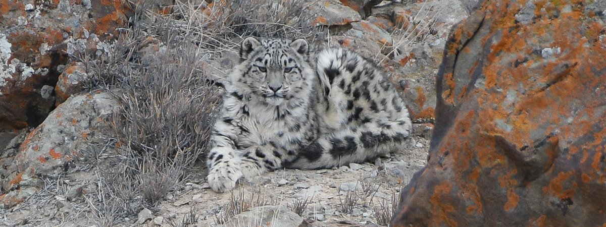 https://wildwings-com.s3.amazonaws.com/images/Snow_Leopard_Ladakh_Mar_2022_C_PT.2e16d0ba.fill-1920x720.jpg