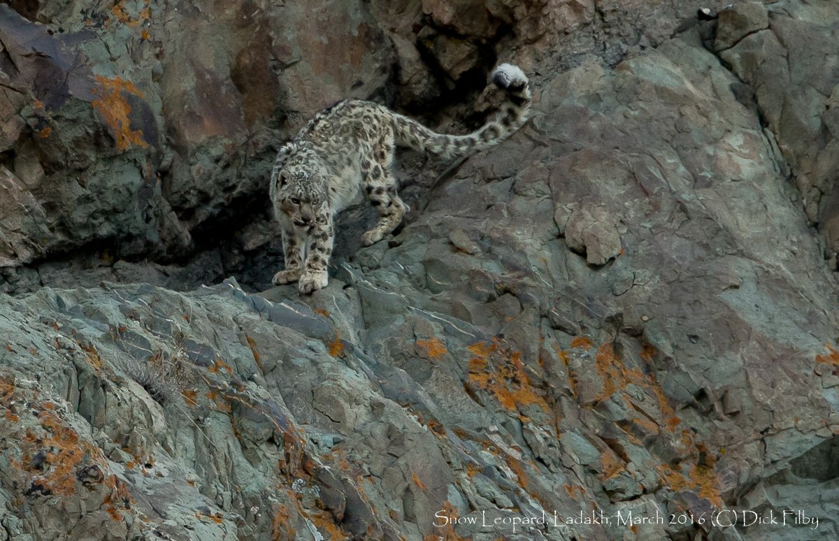 Snow Leopard, Ladakh, March 2016 (C) Dick Filby 9908